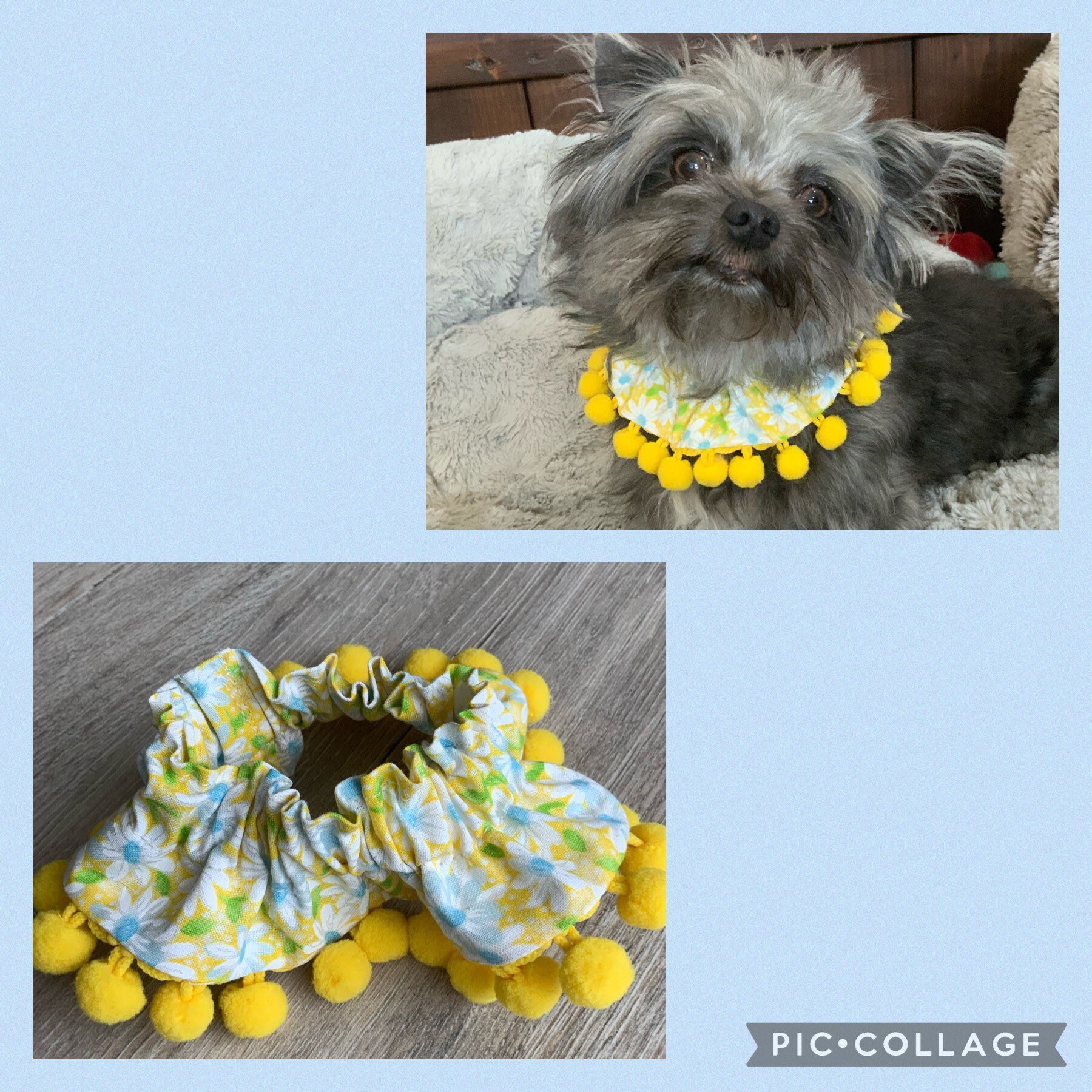 New Spring Dog Ruffle Collar Teal Daisy Dog Scrunchie Dog Etsy