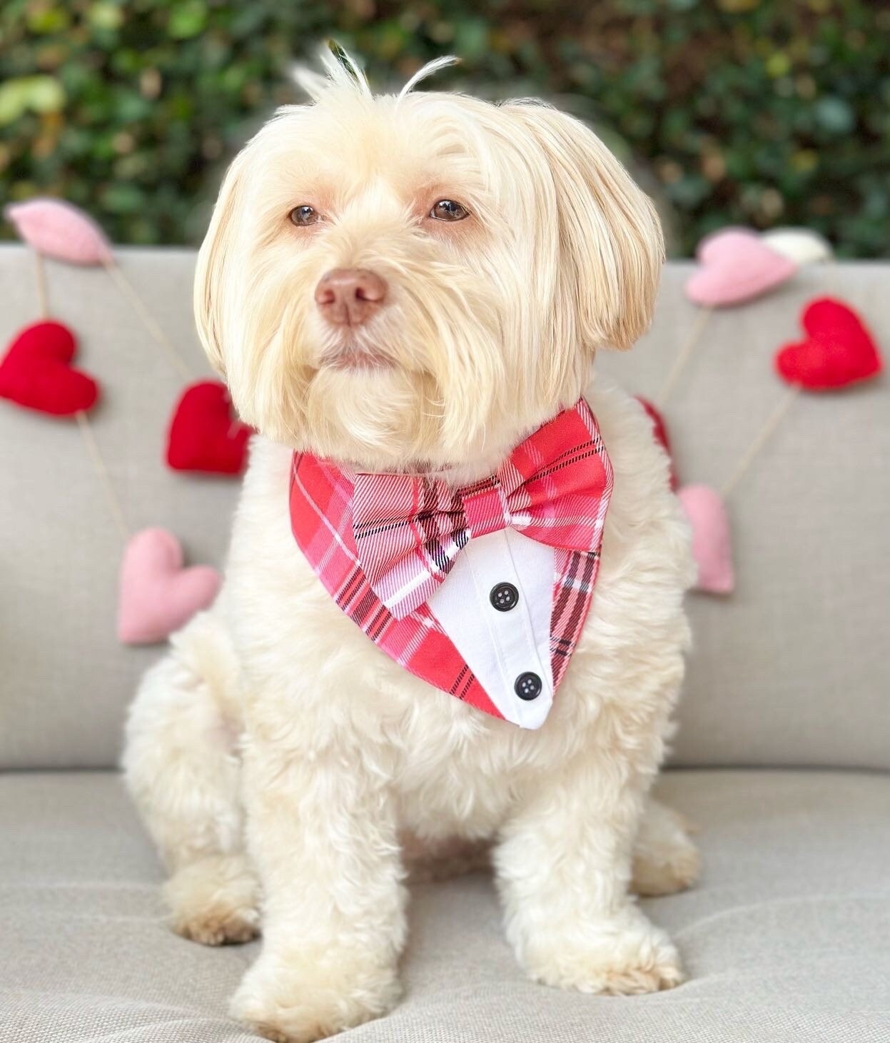 レディース Dolce&Gabbana 赤い蝶ネクタイ付き犬のリング 指輪 タグ 