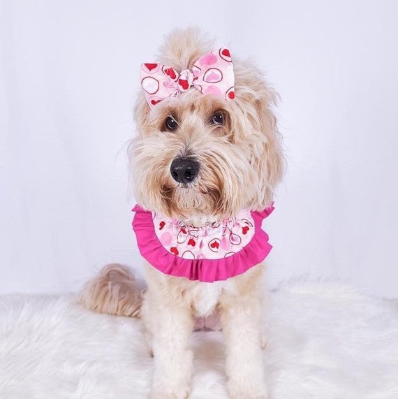 scrunchie dog collar