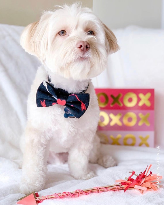 dog valentines bow tie