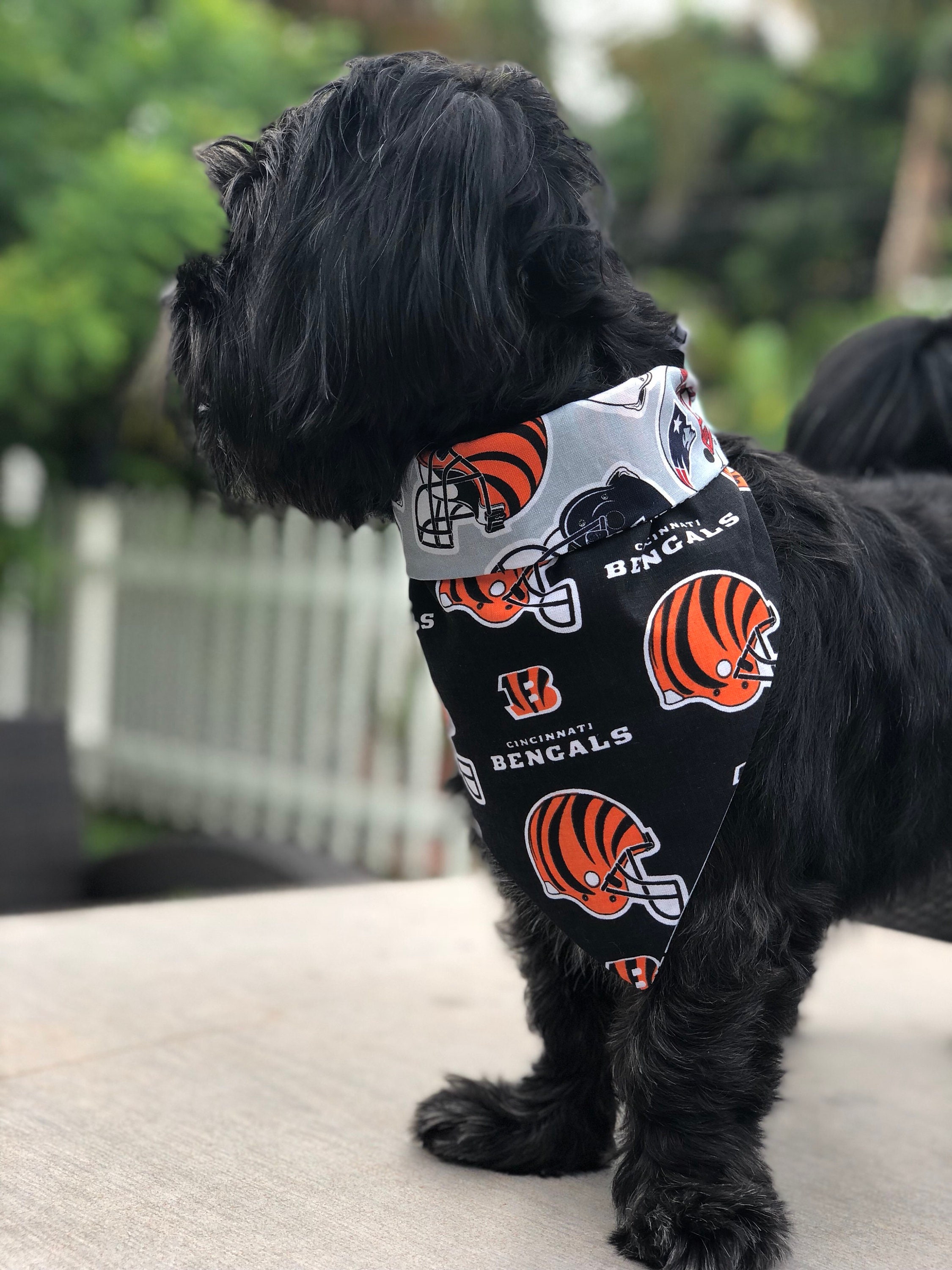 bengals dog gear