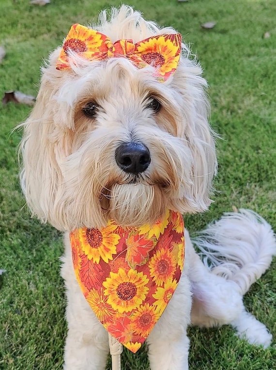 Matching scarf hot sale and dog bandana