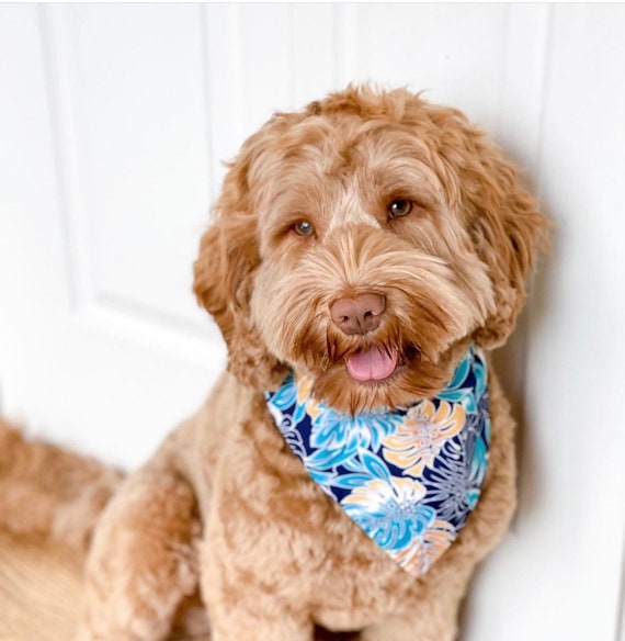 New Gold Velvet With Ruffles Dog Bandana Fancy Bandana Snap 