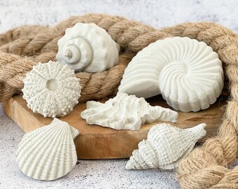 Concrete shell set, 6 maritime decoma mussels and snails