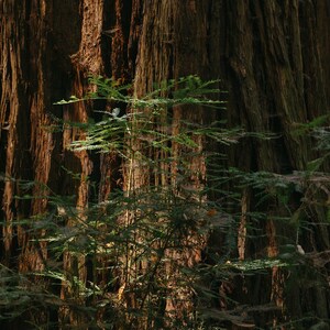 Redwoods