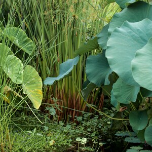 Bog