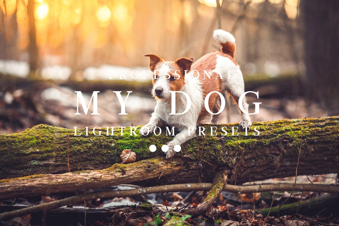 40 My dog desktop lightroom presets Dog blogger Instagram image 0