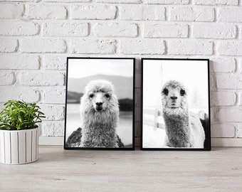 llama alpaca printable wall art, printable art, printable, alpaca print, llama printable, Set of 2 alpaca art, alpaca wall art, llama art,
