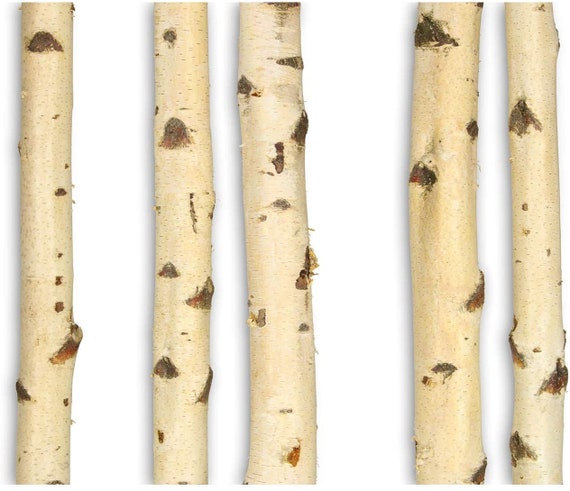 Birkenstamm Deko O 7 10 Cm Bis 3 M Garderobe Aus 100 Etsy