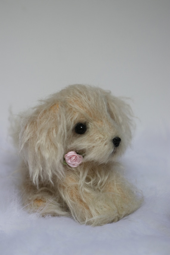 white teddy dog