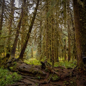 A Walk Through the Forest Photography