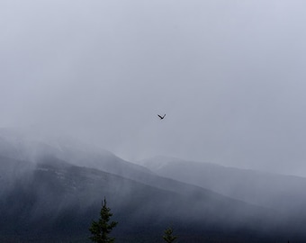 Fotografía de aves volando a través del bosque brumoso