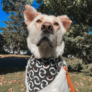 K&ouml;nnte beinhalten: Ein hellfarbiger Hund tr&auml;gt ein schwarz-wei&szlig;es Halstuch mit einem sich wiederholenden Rei&szlig;zahn-Design. Der Hund ist an einem sonnigen Tag im Freien, mit gr&uuml;nen B&auml;umen und Gras im Hintergrund. Eine orangefarbene Leine ist am Halsband des Hundes befestigt.
