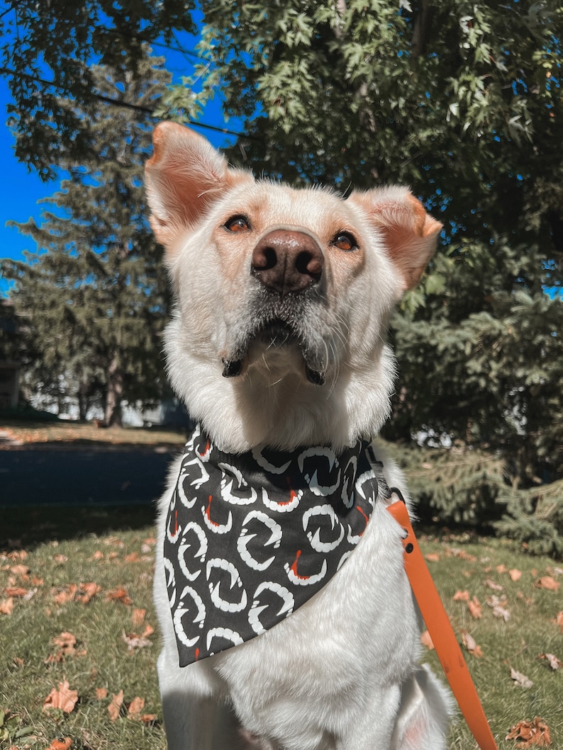 K&ouml;nnte beinhalten: Ein hellfarbiger Hund tr&auml;gt ein schwarz-wei&szlig;es Halstuch mit einem sich wiederholenden Rei&szlig;zahn-Design. Der Hund ist an einem sonnigen Tag im Freien, mit gr&uuml;nen B&auml;umen und Gras im Hintergrund. Eine orangefarbene Leine ist am Halsband des Hundes befestigt.