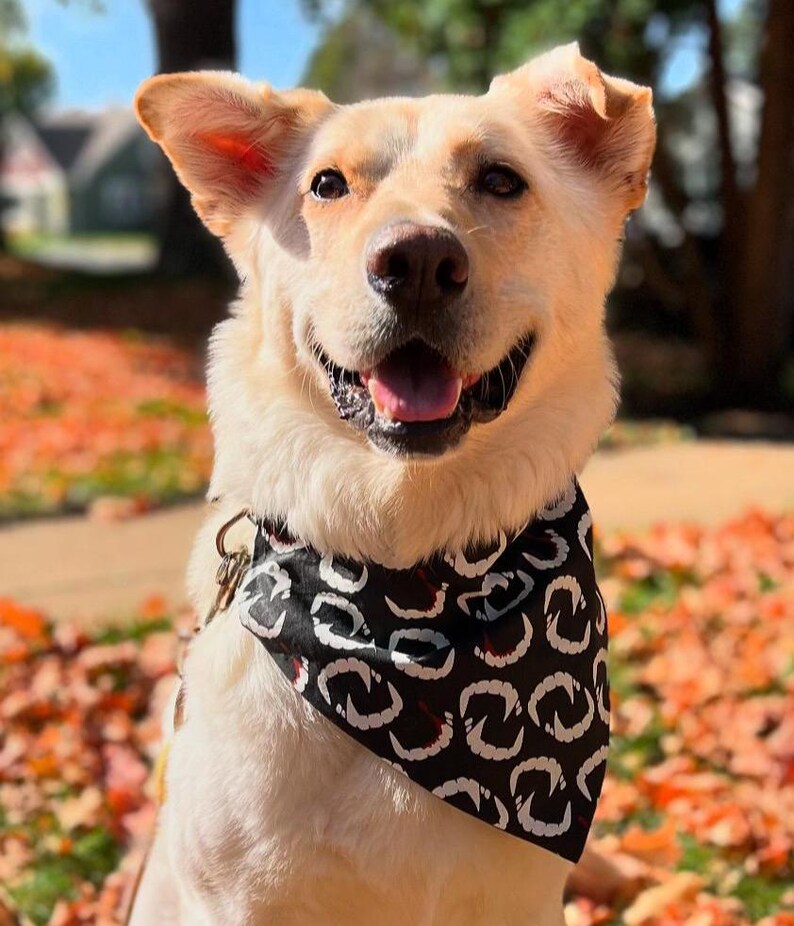 Vampire Dog Bandana | Vampire Fangs Pet Bandana | Halloween Pet Costume | Spooky Dog Bandana | Fangs Pet Bandana Bild 3