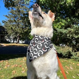 K&ouml;nnte beinhalten: Ein wei&szlig;er Hund mit einem schwarzen Halstuch mit wei&szlig;em und rotem Muster sitzt auf gr&uuml;nem Gras. Der Hund schaut mit offenem Maul nach oben. Eine orangefarbene Leine ist am Halsband des Hundes befestigt. Der Hintergrund zeigt B&auml;ume und blauen Himmel.