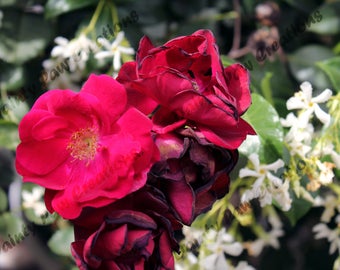 Wilting Rose Photograph
