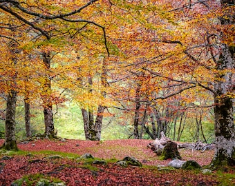 Autumn Forest Photography Print: Golden Leaves Wall Art