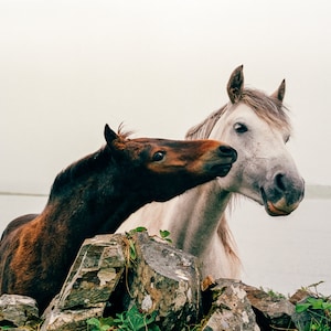 Wild Atlantic Way Horse Print: Connemara Ireland Photography image 1