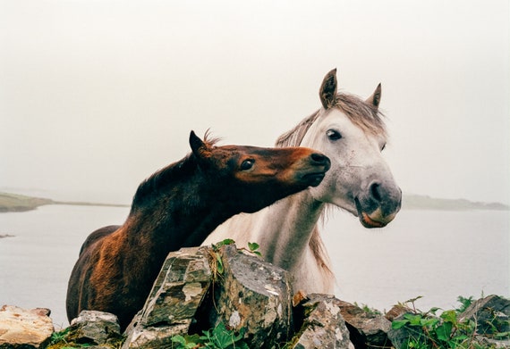 Wild Atlantic Way Horse Print: Connemara Ireland Photography