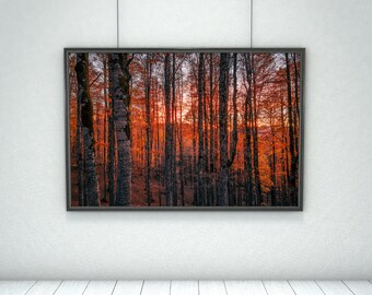 Autumn Forest Photography Print: Rustic Cottagecore Wall Art