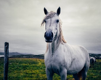 White Horse Photography Print: Wild Atlantic Way, Ireland Wall Art