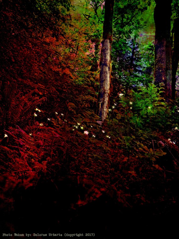 Peaceful Darkness Flowers Glowing In The Dark Forest Scenery Etsy