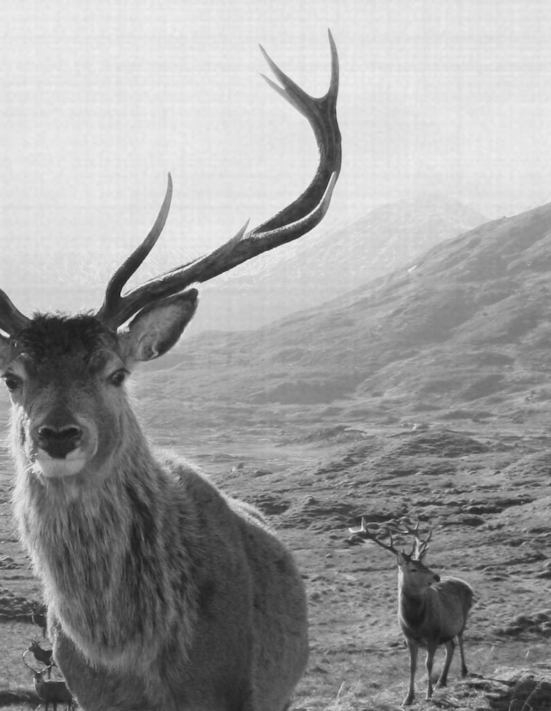 Stag Mountain Print, Black and White Photography, Black and White Deer