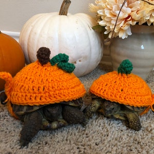 Pumpkin Halloween Tortoise Sweater, turtle costume, pet costume, cute animal costume, pumpkin patch