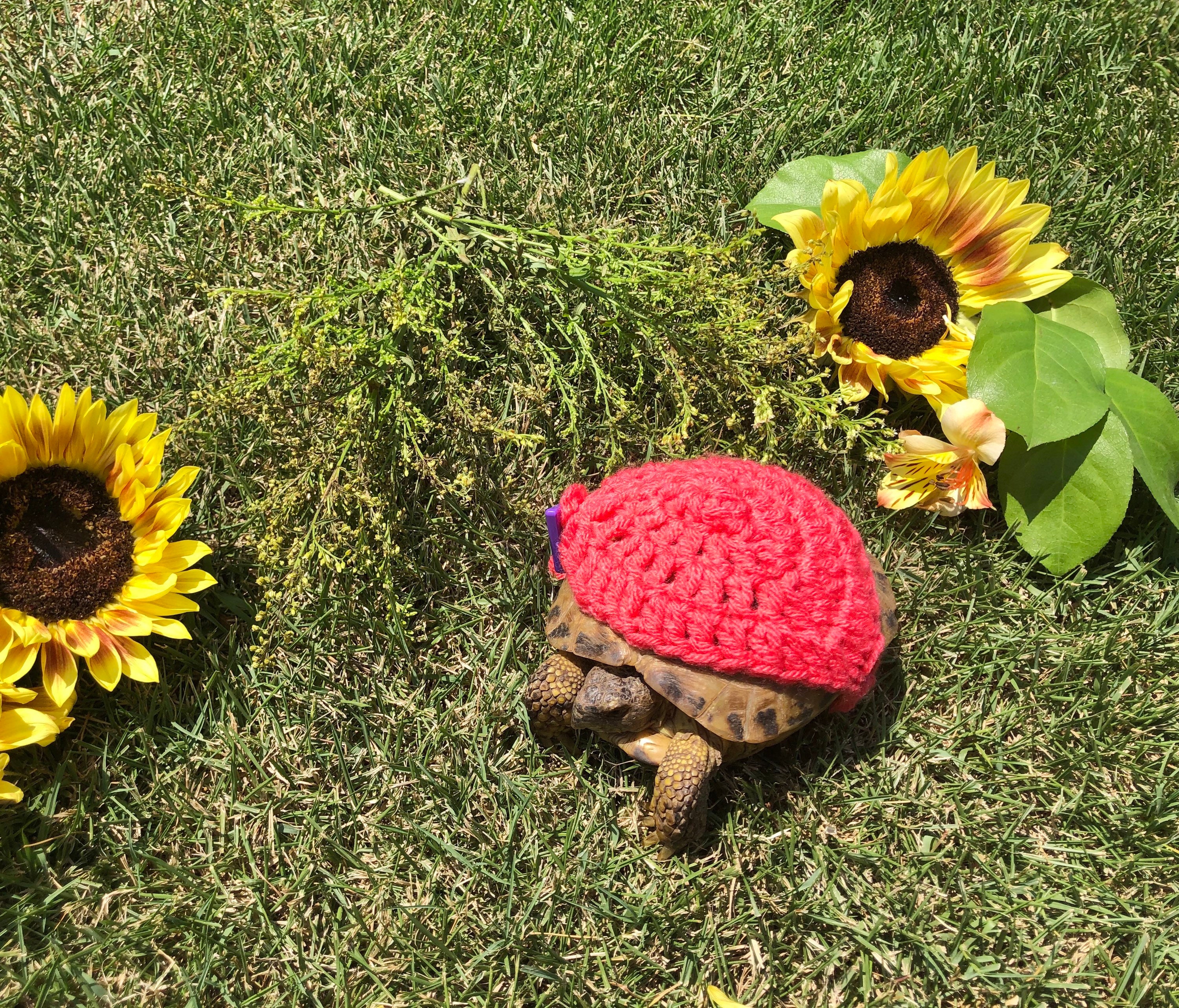 Handgestrickter Winterpullover Für Schildkröten – Niedliches Kostüm Für Halloween, Cosplay Oder Fotoshootings