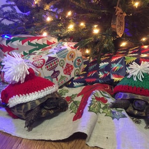 Christmas and Holiday Tortoise Sweaters, turtle costume, tortoise hat, Santa hat, pet costume, pet Christmas gift