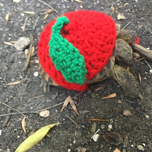 Tortoise Sweater Cherry, turtle costume, pet costume, tortoise supplies, tortoise outfit, fruit outfits for pets