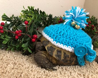 May include: A tortoise wearing a handmade blue crochet hat with a white brim, a blue button, and a blue and white pom-pom. Two small gold bells are attached to the hat. The tortoise is on a beige carpet, with green foliage and red berries in the background.