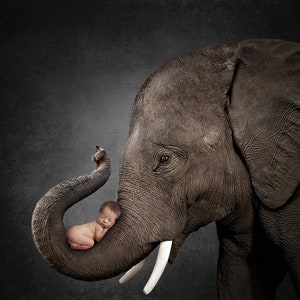 Elephant Black Background, Backdrop, Digital, Child Photo, Newborn, Baby Photography, Portrait, Wildlife, Nature, Instant Download, Wild