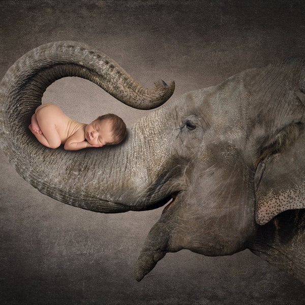 Elephant Black Background, Digital Background, Digital Backdrop, Photo Backdrop, Backdrop, Child, Photoshop, Newborn, Photo Collage