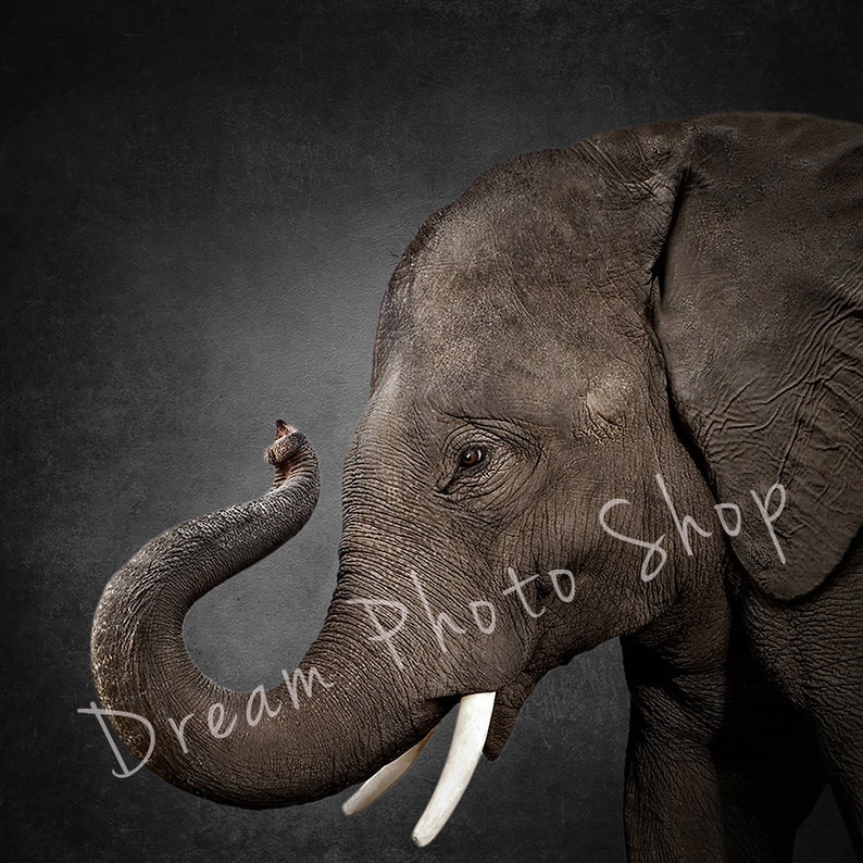 Elephant Black Background, Backdrop, Digital, Child Photo, Newborn, Baby Photography, Portrait, Wildlife, Nature, Instant Download, Wild image 2