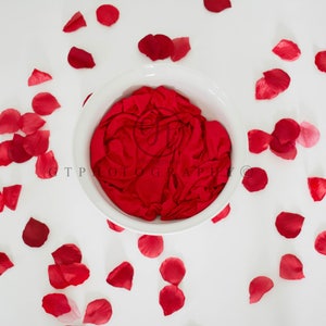 Valentine Digital Backdrop, Newborn Digital Backdrop, Rose Pedal Digital Backdrop
