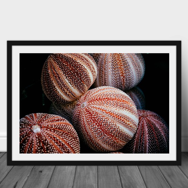 Urchin Etsy UK