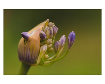 De | van de Kunst van de muur Macrofotografie | Bloemenliefhebbers | Home Decor | Bloemen print | Natuur print | Fine Art Prints | Bloeit | Bijen | Tijd om te bloeien