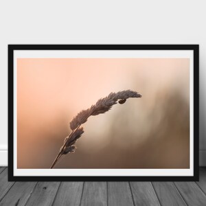 Puede incluir: Impresión enmarcada que presenta un primer plano de un tallo de planta seca con un insecto. El fondo es un degradado suave de tonos melocotón y marrón, creando una estética natural. La imagen está enmarcada en un marco negro.