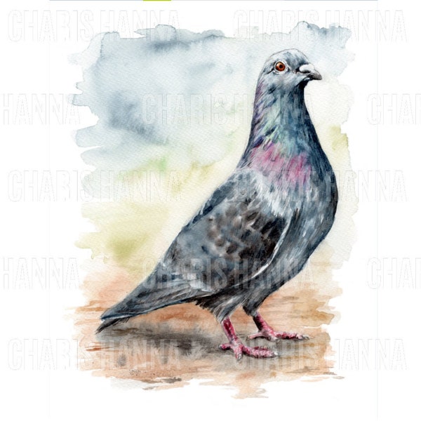 Pigeon Giclée Print de peinture aquarelle | Illustration d'oiseau | Art de l'aquarelle | édition ouverte | Faune de la ville