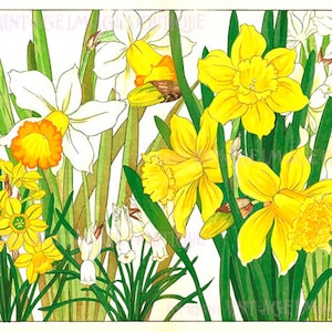 Ancienne illustration botanique japonaise du XIXe siècle de jonquilles, jonquilles et fleurs de narcisse 5 x 7 cartes de voeux
