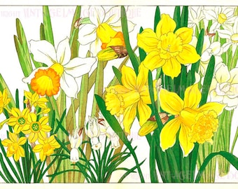 19世紀のアンティークな日本の植物画、水仙、ラッパスイセン