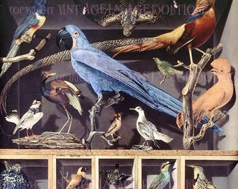 Antique Georgian Painting Of A Cabinet Of Curiosities Of Exotic Taxidermy Birds  5x7 Greeting Card