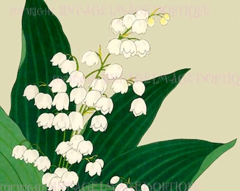 Antique  19th Century Japanese Botanical Illustration Of Lily Of The Valley Flowers  5x7 Greeting Card
