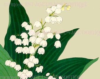 Illustrazione botanica giapponese antica del XIX secolo raffigurante fiori di mughetto, biglietto d'auguri 5x7