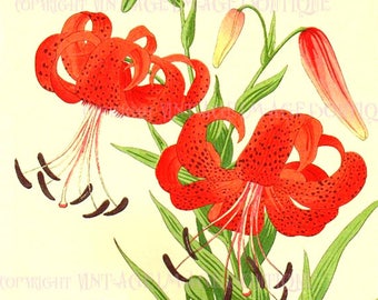 BOTANICAL ART 【import品】 BOTANICAL ART 【import品】 BOTANICAL ART 【import品】 BOTANICAL