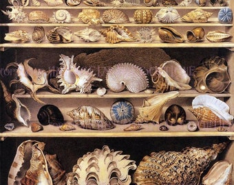 Antique Georgian Cabinet Of Curiosities Painting Of Various Seashells & Marine Life  5x7 Greeting Card