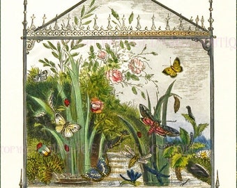 Antique Victorian Insectiana Entomological Illustration Of A Butterfly Vivarium / Glass Terrarium 5x7 Greeting Card