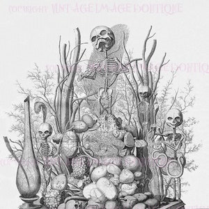 Antica illustrazione medica del XVII secolo di scheletri fetali V.2, biglietto d'auguri medico-scientifico 5x7